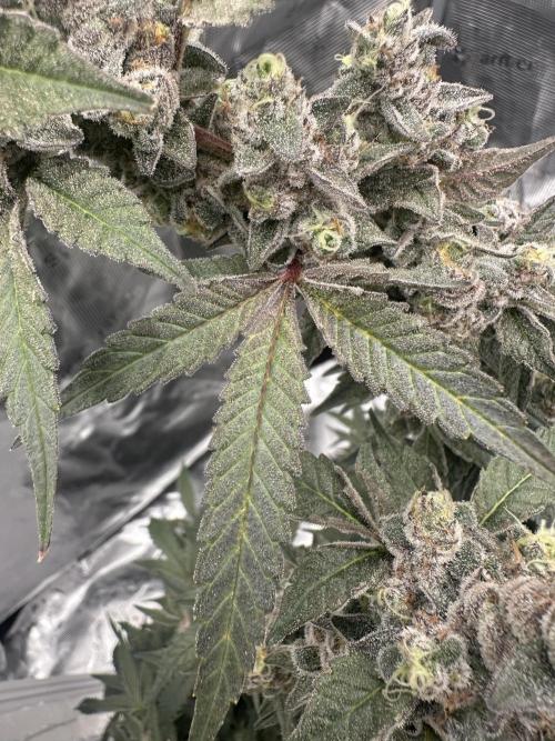 A man and his plants (Pannie). Week 18