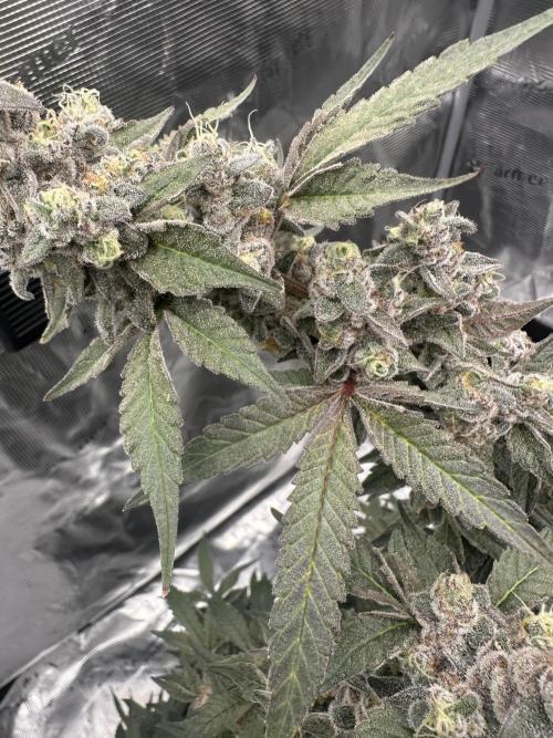 A man and his plants (Pannie). Week 18