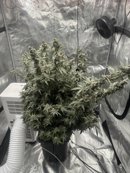 A man and his plants (Pannie). Week 18