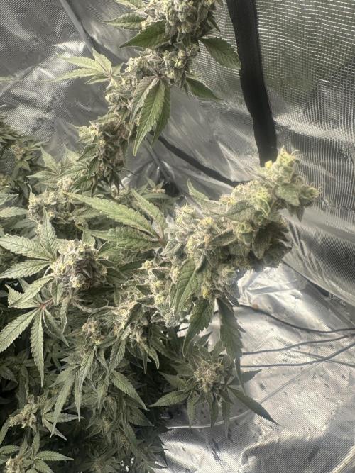 A man and his plants (Pannie). Week 18