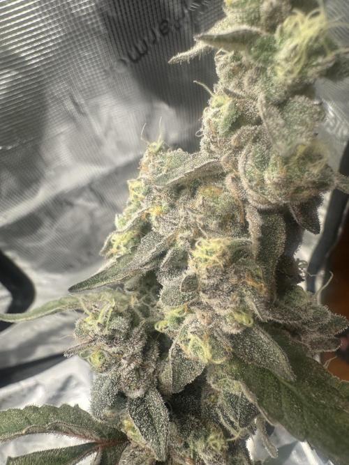 A man and his plants (Pannie). Week 18