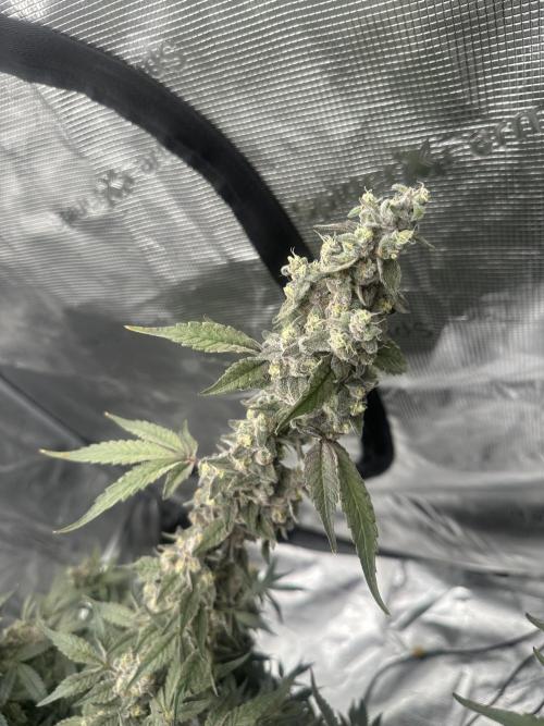 A man and his plants (Pannie). Week 18