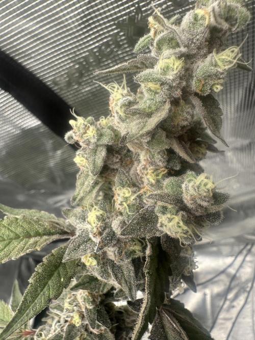 A man and his plants (Pannie). Week 18