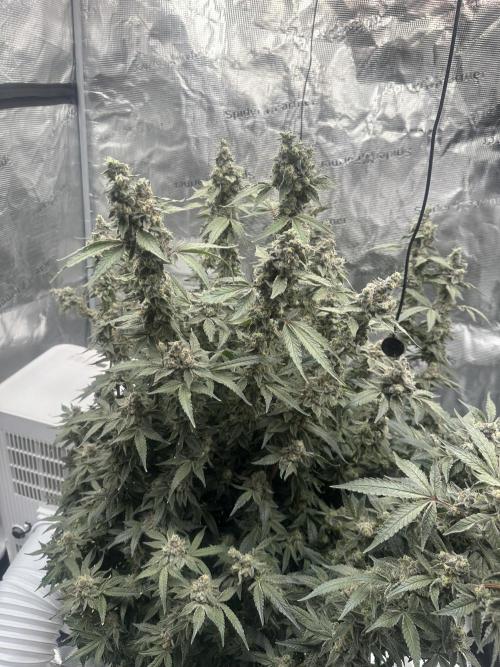 A man and his plants (Pannie). Week 18