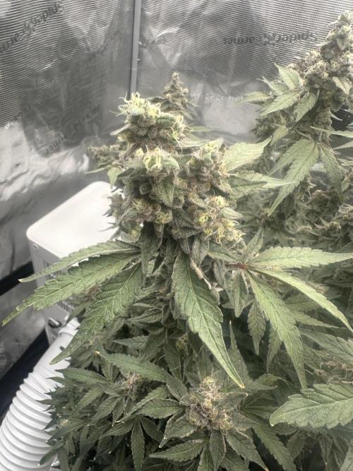 A man and his plants (Pannie). Week 18