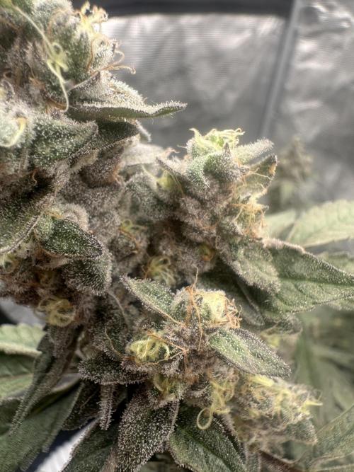 A man and his plants (Pannie). Week 18