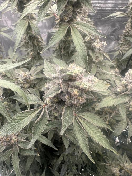 A man and his plants (Pannie). Week 18