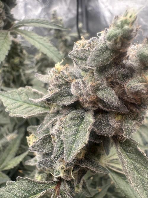 A man and his plants (Pannie). Week 18