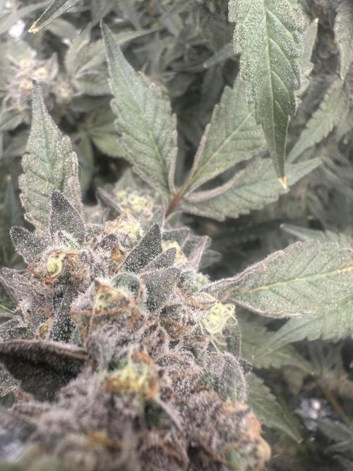 A man and his plants (Pannie). Week 18