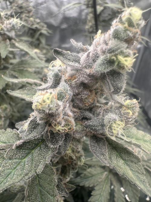 A man and his plants (Pannie). Week 18