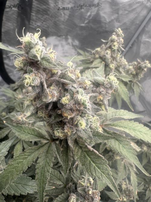 A man and his plants (Pannie). Week 18