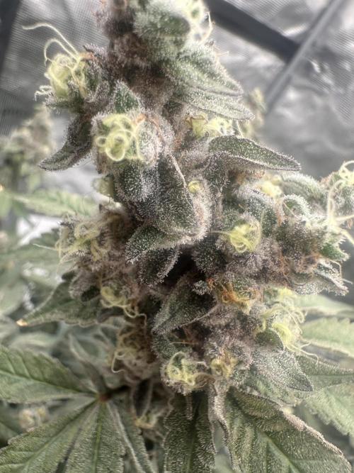 A man and his plants (Pannie). Week 18