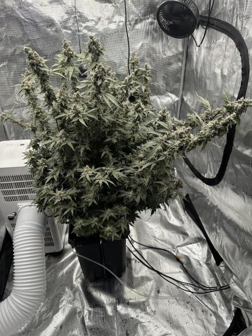 A man and his plants (Pannie). Week 18