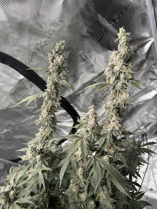 A man and his plants (Pannie). Week 18