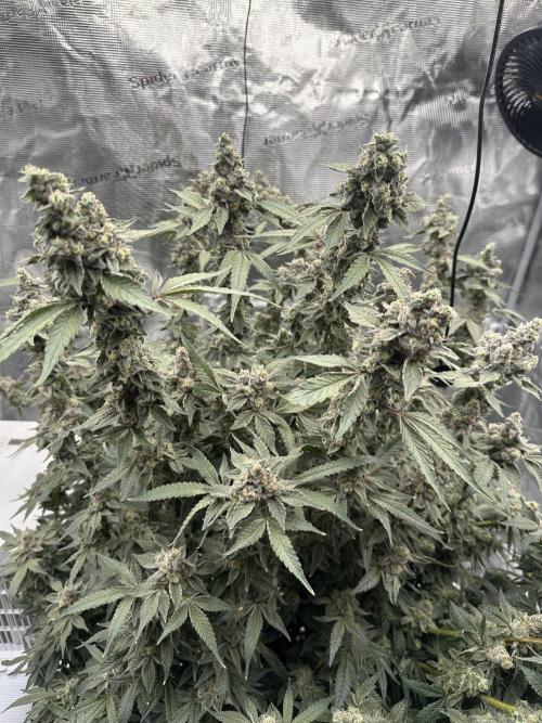 A man and his plants (Pannie). Week 18