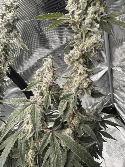 A man and his plants (Pannie). Week 18