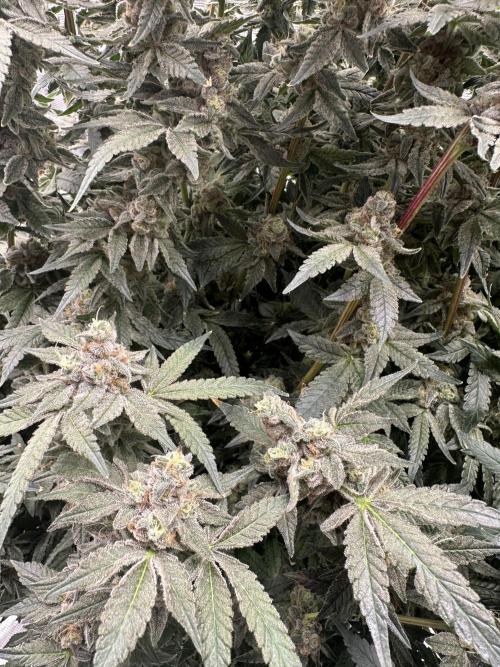 A man and his plants (Pannie). Week 18