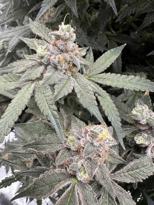 A man and his plants (Pannie). Week 20