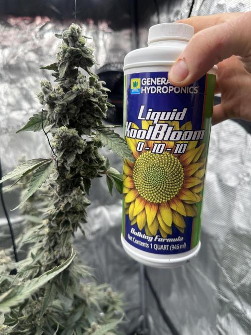 A man and his plants (Pannie). Week 20