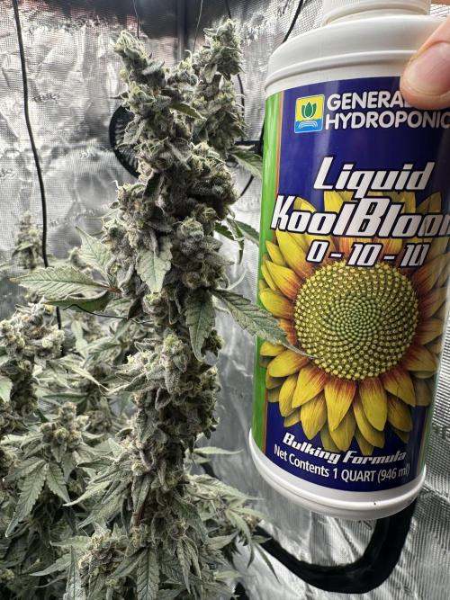 A man and his plants (Pannie). Week 20