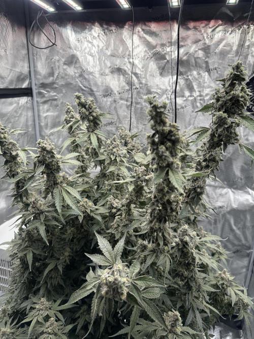 A man and his plants (Pannie). Week 20