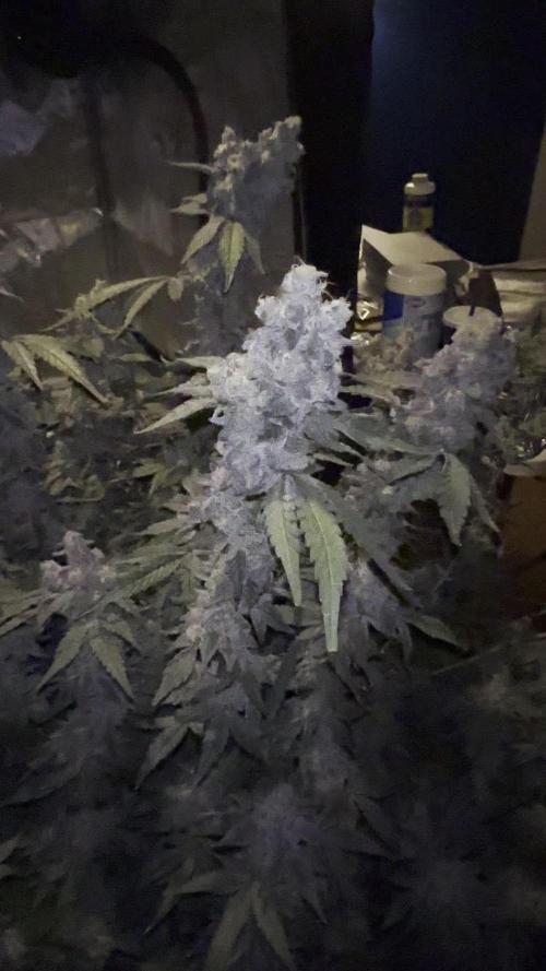 A man and his plants (Pannie)