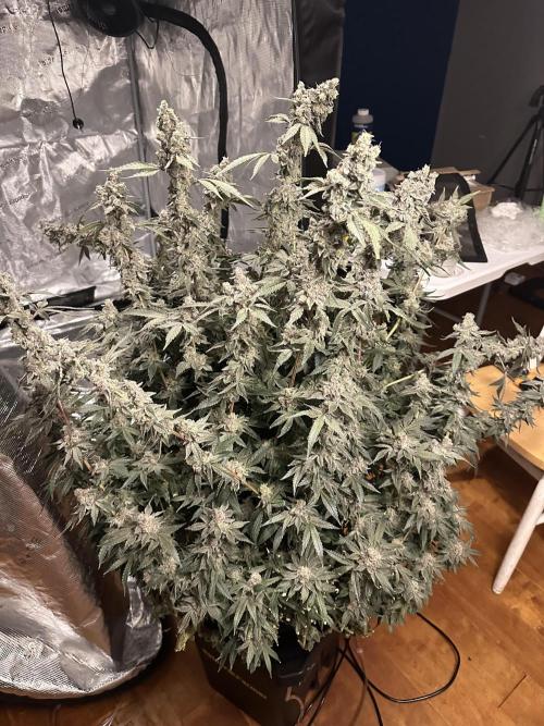 A man and his plants (Pannie). Week 20