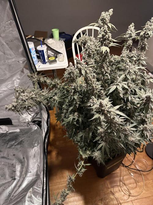 A man and his plants (Pannie). Week 20