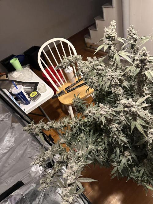 A man and his plants (Pannie). Week 20