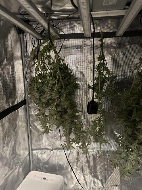 A man and his plants (Pannie). Week 20