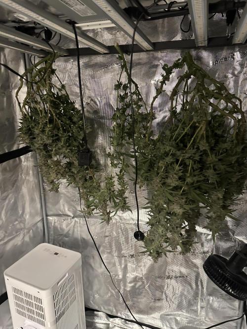 A man and his plants (Pannie). Week 20