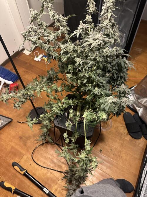 A man and his plants (Pannie). Week 20