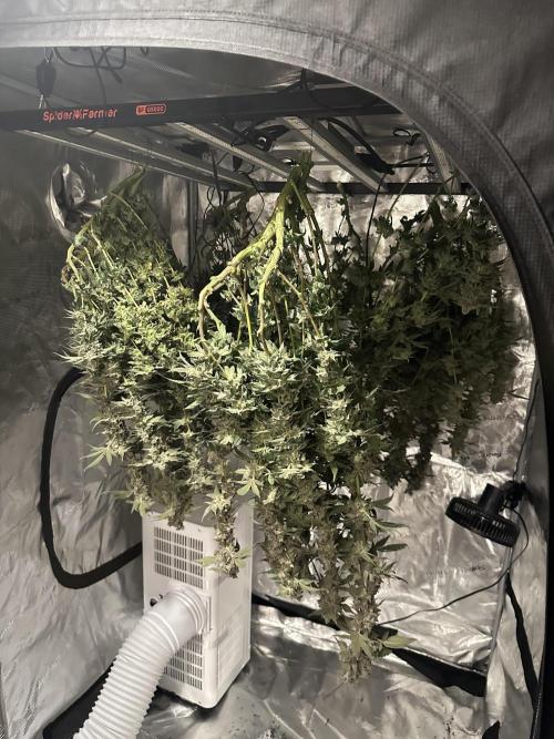 A man and his plants (Pannie). Week 20