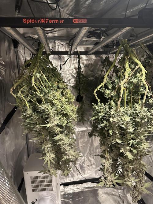 A man and his plants (Pannie). Week 20