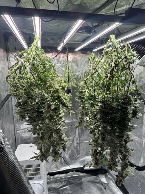 A man and his plants (Pannie). Week 20