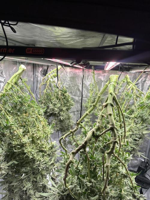 A man and his plants (Pannie). Week 20