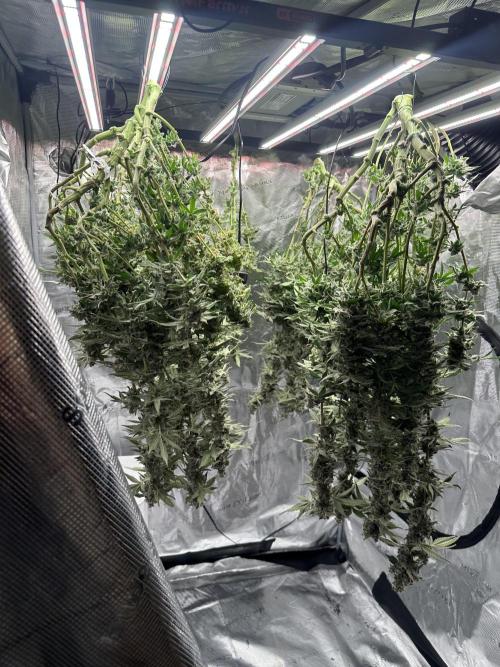 A man and his plants (Pannie). Week 20