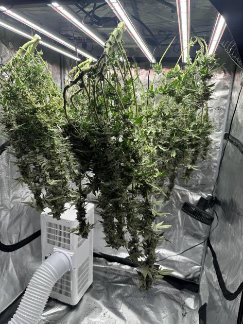 A man and his plants (Pannie). Week 20