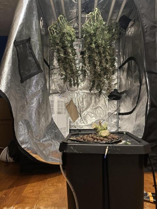 A man and his plants (Pannie). Week 20