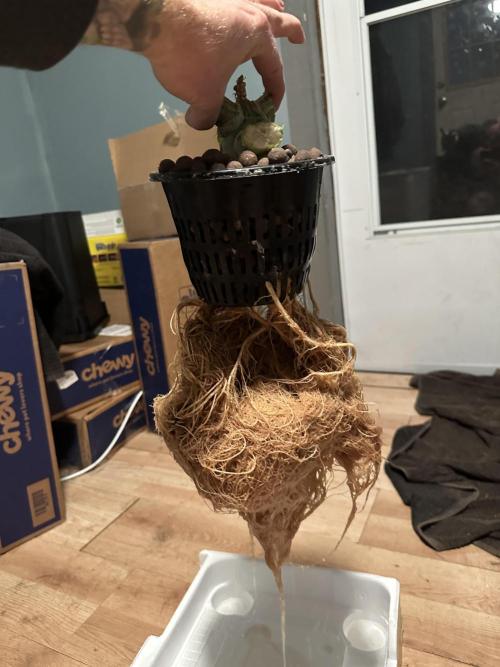 A man and his plants (Pannie). Week 20