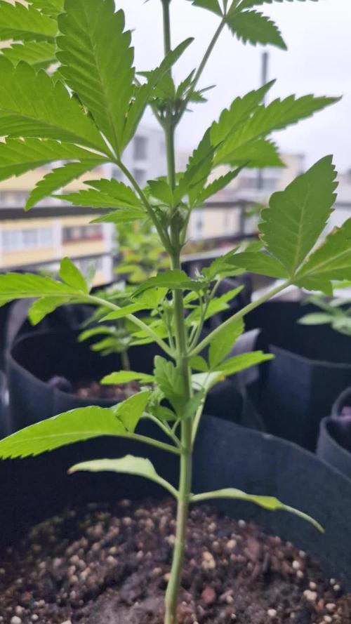 Southwest Facing Balcony Grow at 52° N