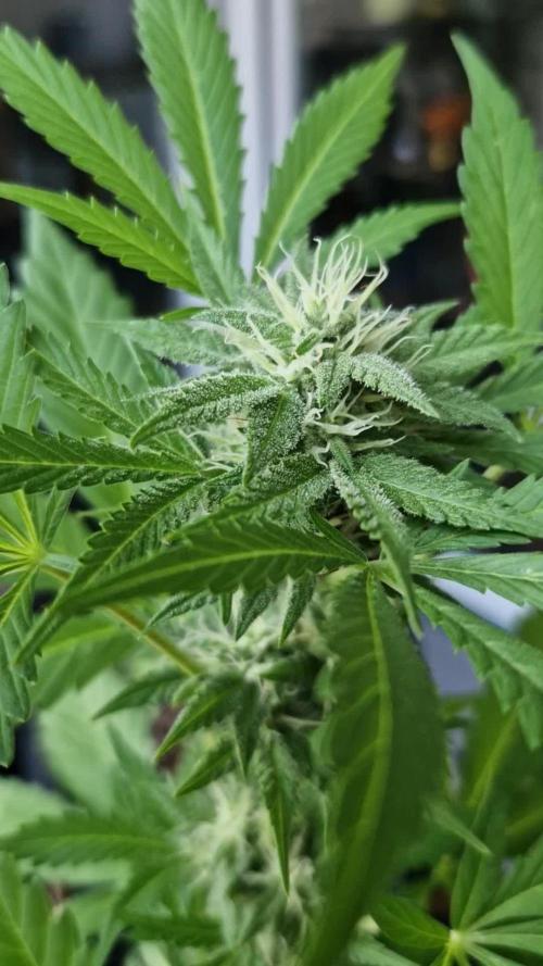 Southwest Facing Balcony Grow at 52° N