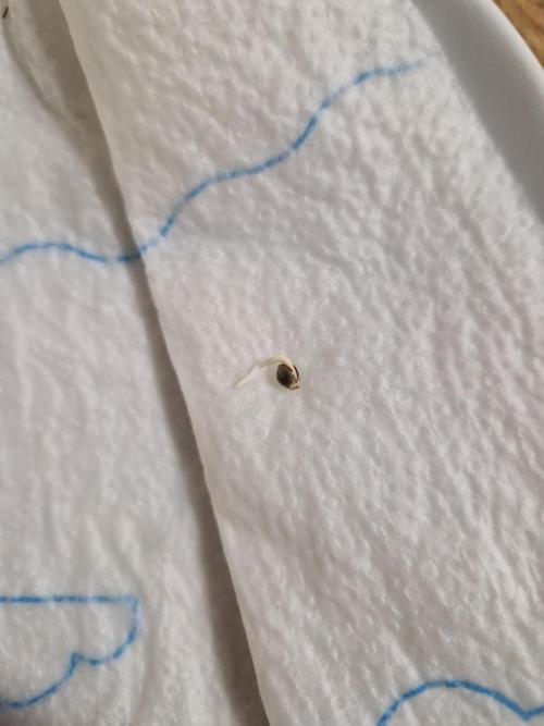 Titan F1. Week 0 - 20.01.2026, 8 pm 