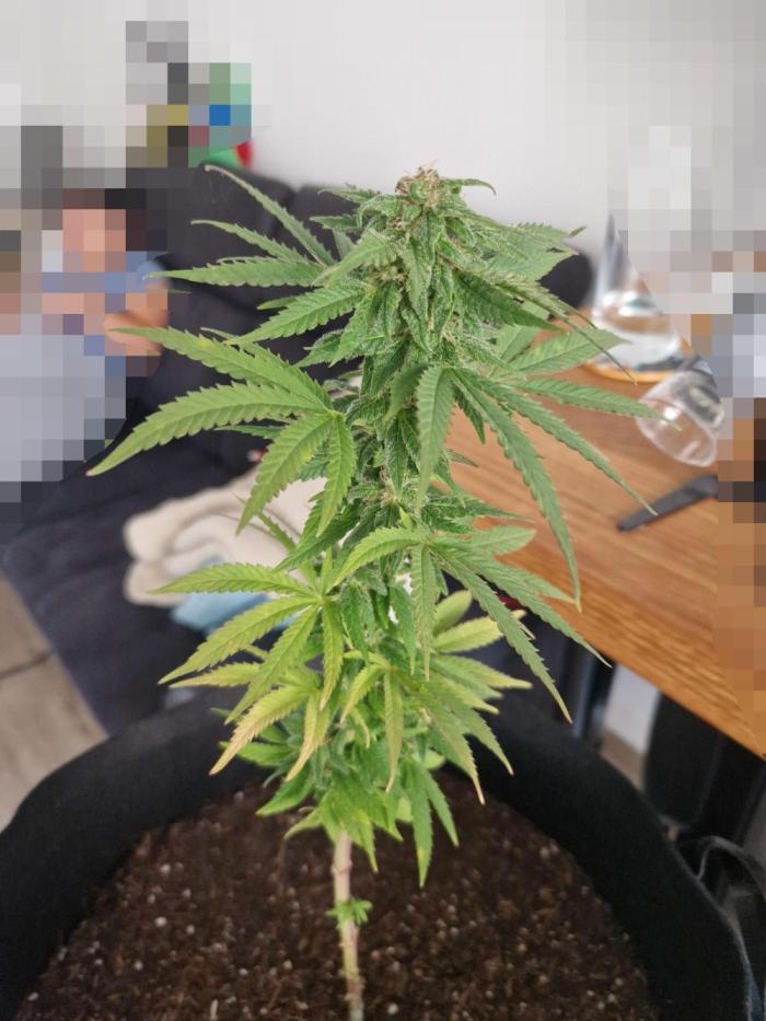 Southwest Facing Balcony Grow at 52° N. Week 23