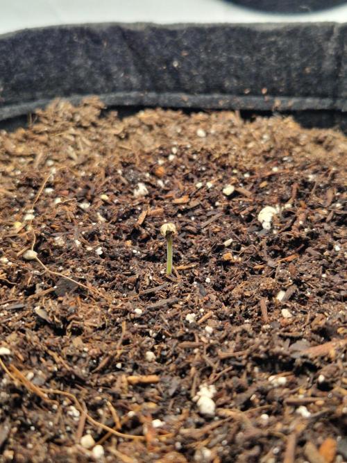 Titan F1. Week 0 - 26.01.2026, 11 am