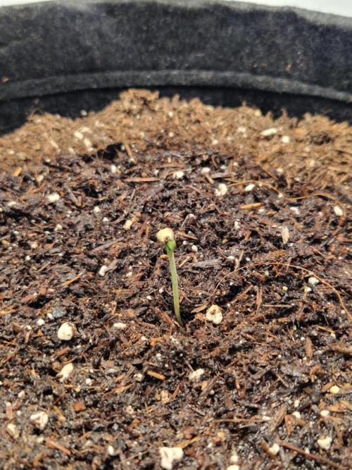 Titan F1. Week 0 - 27.01.2026, 8 am