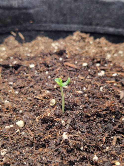 Titan F1. Week 0 - 27.01.2026, 10 pm