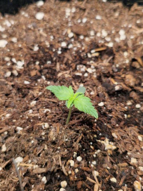 Titan F1. Week 1 - 31.01.2026, 9:45 am