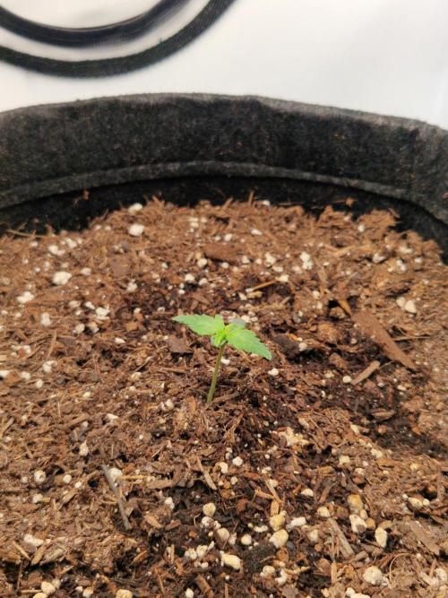 Titan F1. Week 1 - 31.01.2026, 9:45 am