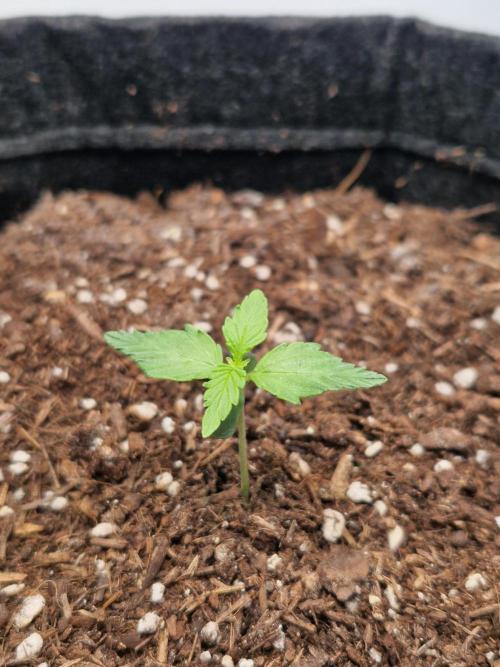 Titan F1. Week 2 - 02.02.2026